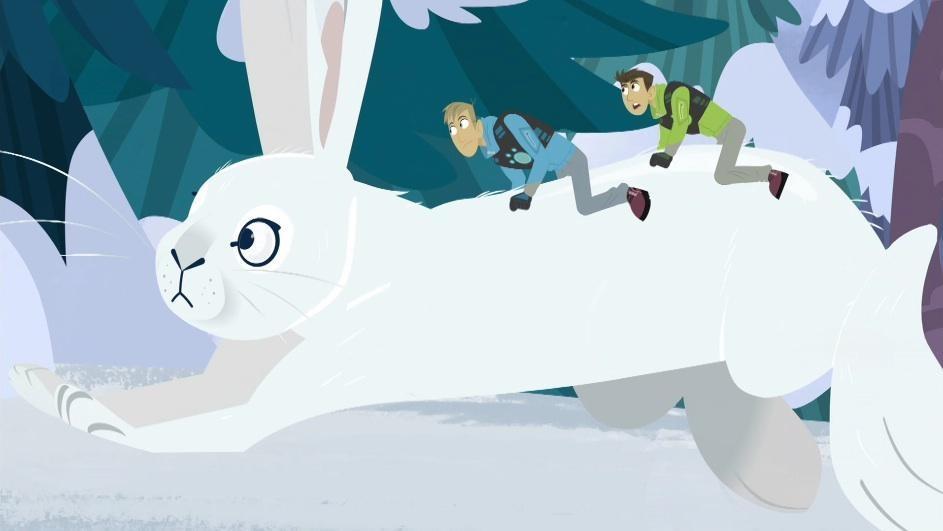 The Kratts track down three hispid hares lost in wintery North America.